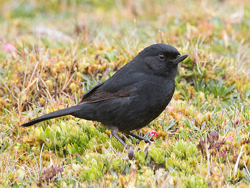 Black flowerpiercer